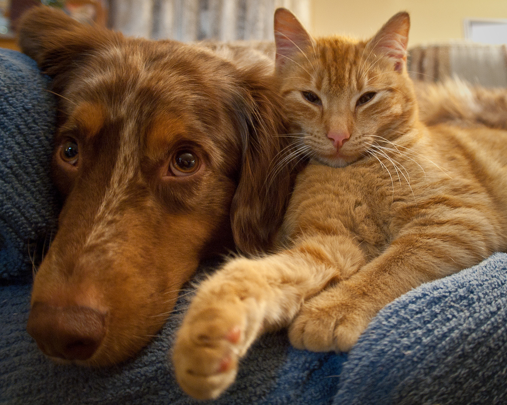 [Cat and dog]