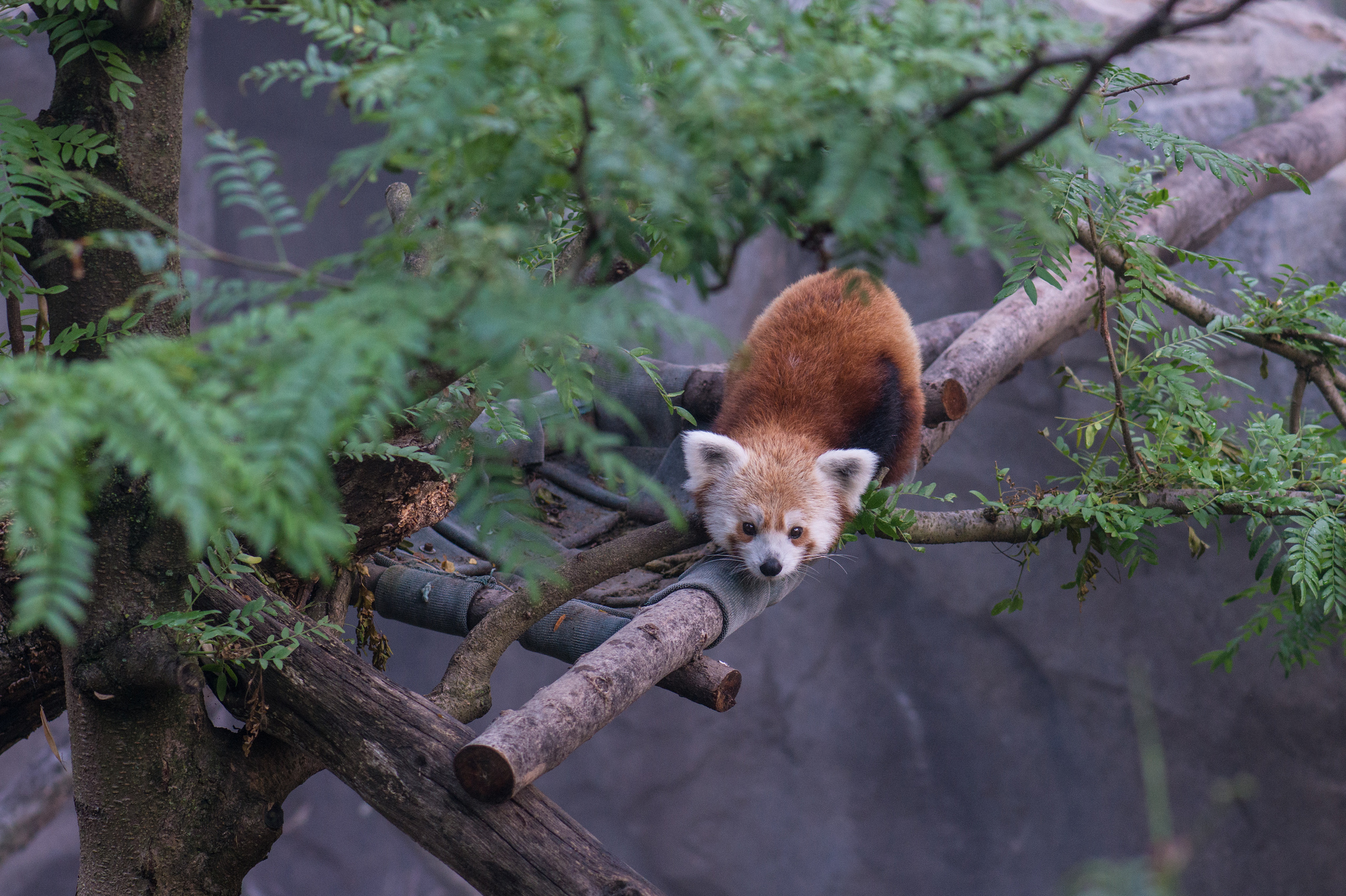 [Red panda]